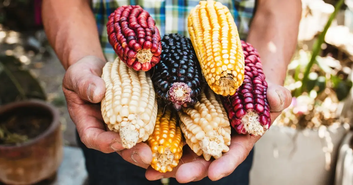 Maíz criollo mexicano en mazorca