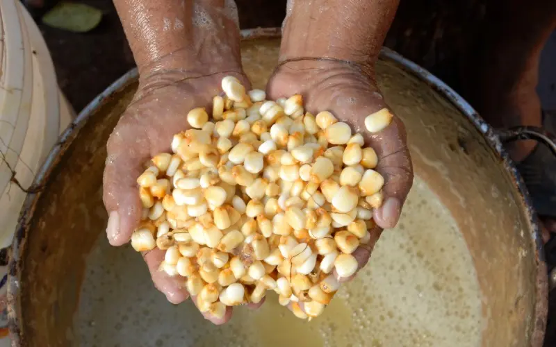 Proceso de nixtamalización del maíz con agua y cal